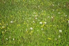 Achterhoek