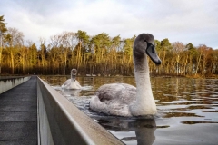 Tour Belgien Fietsen door het water
