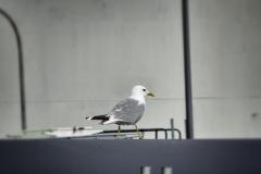 Bremerhaven-39