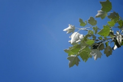 Die-Freiheit-fällt-vom-Himmel-20