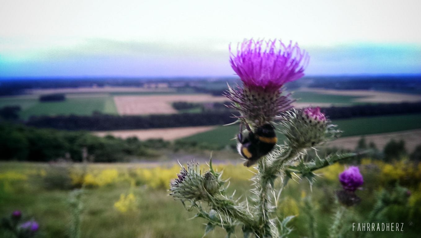 IMAG2149_1