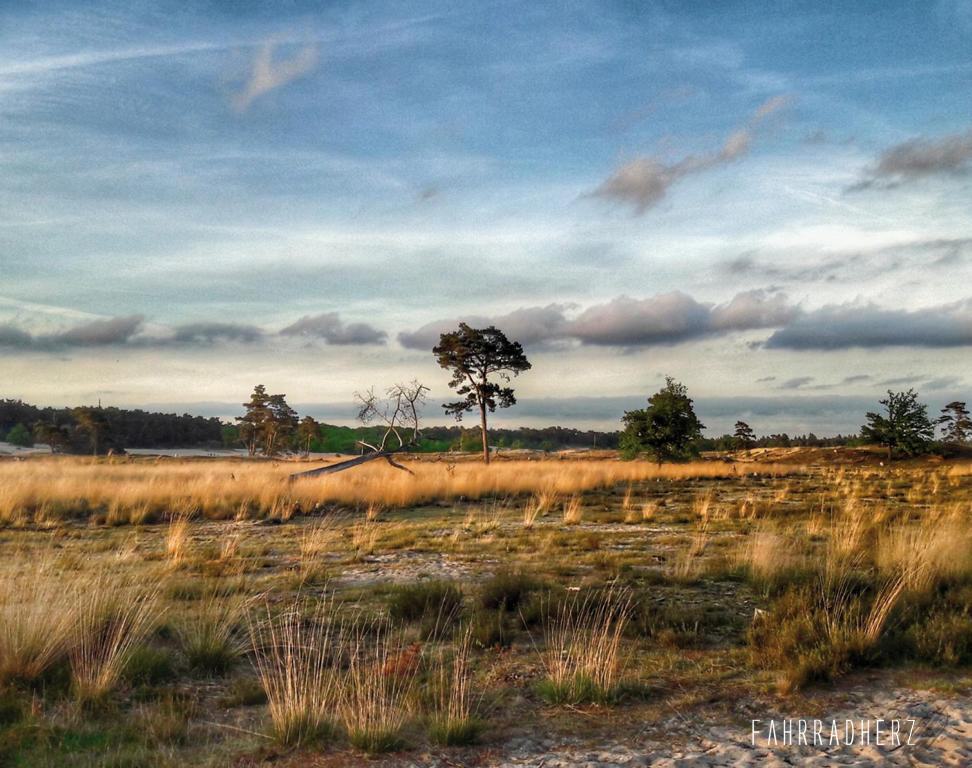 Maasduinen-1