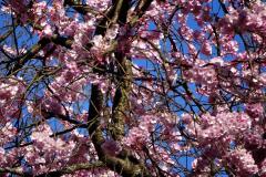 Kirschblüte