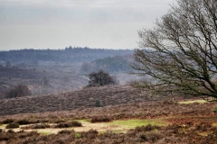 Royal Rheden