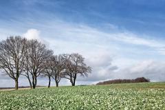 Sonsbecker-Schweiz-2