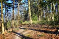 Tiergartenwald Kleve