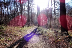 Tiergartenwald Kleve